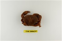 藏品(疣粒團扇蟹)的圖片